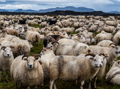Cuernos oveja islandesa como "chuches" perro
