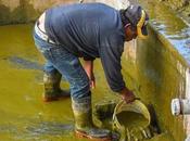 Limpian lago patos Alameda