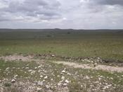 Pampa