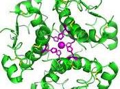 Injertan implantes secretan insulina éxito