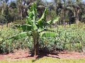 Sembrado mandioca, Misiones