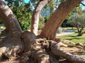 Este centenario árbol ombú parque Cervantes tiene