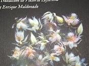 Tienes mirar, Anna Starobinets