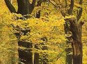 4.854 ensayo otoño...