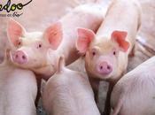 alimentación pienso ecológico para cerdos, según Bifeedoo