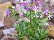 Saponaria officinalis: esta planta