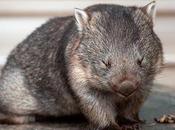 curiosidades wombats