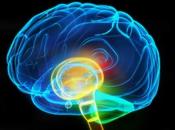 Psicocuriosidad: cerebro