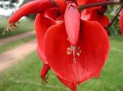 Erythrina crista-galli