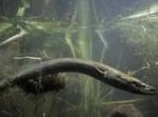 Liberados 4.800 alevines anguila europea Cádiz