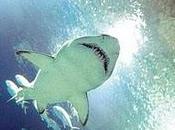 hígado tiburón puede combatir hepatitis, según Universidad Georgetown