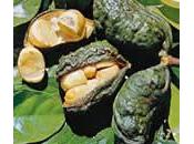 Kola