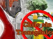 Transgenicos CHILE ALERTA!
