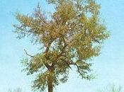 Árbol Vida