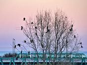 Dormidero cormoranes