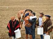 Éxito rotundo Fiesta Chacarero Hombre Campo Picún Leufú