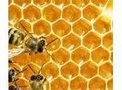 Tesoros abejas: miel