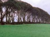 David Lanz Nightfall (1985)