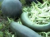 Banco Tierras Bierzo busca sumar agricultores cultivo horticola