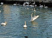 lago cisnes
