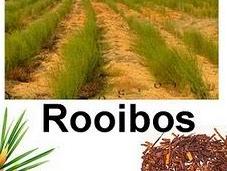 Rooibos: nueva estrella mediática