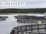 Salmón... piscifactoría?