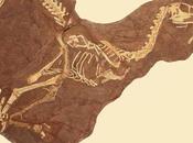 Linheraptor