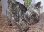 Bonita, cruce Yorkshire kilos medio (Cadiz)