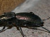 Carabus