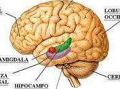 cerebro siempre despierto