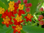 Asclepias curassavica