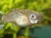 Enfermedad Punto Blanco