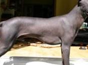Perro Peruano