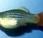 Platy Xiphophorus variatus