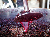 Vinos chelva