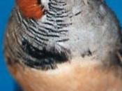 científicos podido encontrar diferencias importantes entre cerebros mujeres hombres, pesar siglo búsqueda