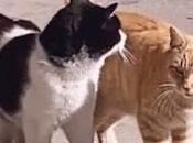 5.050 tengo gatito...