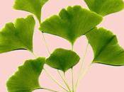 Ginkgo planta Medicinal ciencia estudia