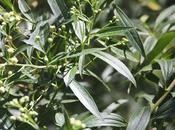 (Baccharis punctulata)