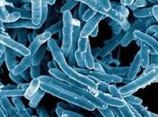Científicos logran escudriñar evolución grupo bacterias provocan tuberculosis