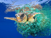 Tortugas marinas: nueva campaña medioambiental vigilante playa Mitch Buchannon otras cuestiones tortuguiles