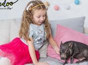 Consejos sobre pienso ecológico para cerdos mascota, según Bifeedoo