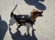 Patrón, perro ucraniano detector bombas.