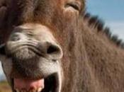 animales nunca tocaré más)