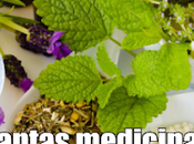 plantas Super Medicinales