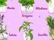 Plantas pueden cultivar AGUA