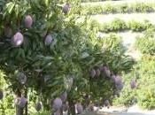 Mangos Costa Tropical