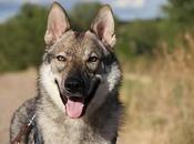 Razas perros: Perro Lobo Checoslovaco