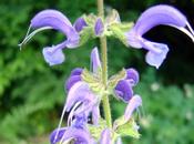 Aliados naturales para riñones