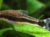 Otoncinclo enano